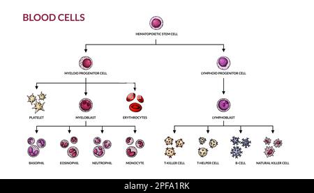 Diagramma di ematopoiesi. Tipi di cellule del sangue umano con nomi. Illustrazione vettoriale per microbiologia scientifica in stile schizzo. formazione di componenti cellulari del sangue Illustrazione Vettoriale