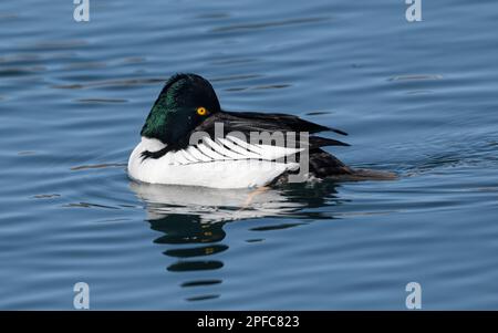 Goldeneye comune (Bucephala clangula), Calgary, Prince's Island Park, Alberta, Canada Foto Stock