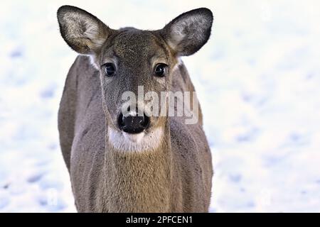 Un ritratto di un capriolo femminile dalla coda bianca 'Odocoileus virginianus', in piedi nella neve fresca nel suo habitat boschivo nella zona rurale Alberta Canada. Foto Stock