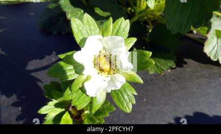 Primo piano del modello di sfondo foto fiore fragola Foto Stock