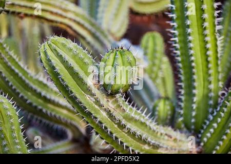 Primo piano di una ripresa di Cactus in un giardino di Cactus Foto Stock