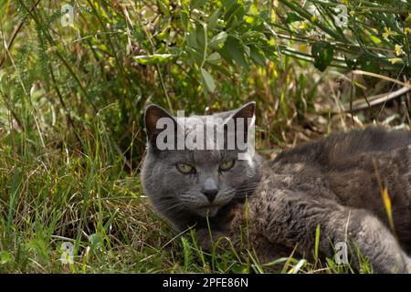 Gatto grigio nell'orto. Gatto Chartreux che guarda la macchina fotografica. Foto Stock