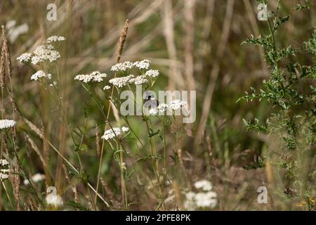 Farfalla ammiraglio giallo, originaria della nuova Zelanda e dell'Australia, che si nutre di un fiore di freccia bianca in un prato. Foto Stock