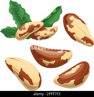 illustrazione vettoriale del cartoon del set del cibo della noce del brasile Illustrazione Vettoriale