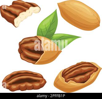 illustrazione vettoriale del cartone animato pecan nut set Illustrazione Vettoriale