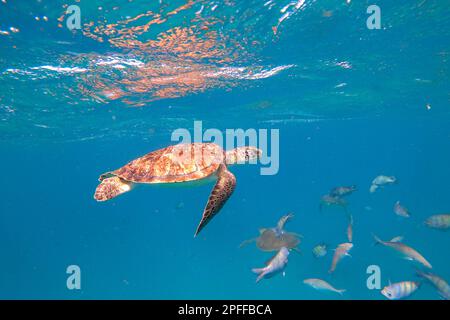 Bella tartaruga di mare di testa di loggera e altri pesci che nuotano nelle acque di una baia appartata vicino al villaggio di pescatori di Sao Pedro sull'isola di Sao Vicente, Cabo verde Foto Stock