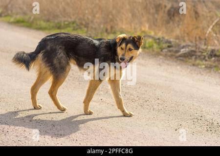 Positivo il cane randagio a camminare su una strada a giornata di sole Foto Stock
