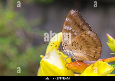 Primo piano di farfalla barone comune, euthalia aconthea, acqua potabile Foto Stock