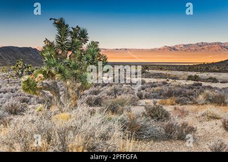 Joshua Tree, Sagebrush Desert, Extraterrestre Hwy NV-375, vista dall'Hancock Summit a Tickaboo Valley, Grroom Range in dist, Great Basin, Nevada, USA Foto Stock