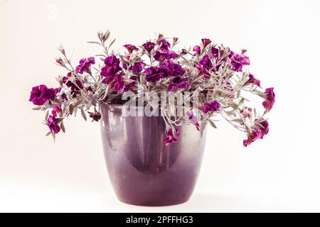 petunia viola fiore in vaso isolato, sfondo bianco Foto Stock