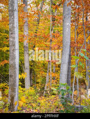 Colori delle foglie autunnali al Canyon Sainte-Anne Gorge. Quebec. Canada. Formato verticale. Foto Stock