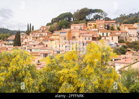 Vista panoramica del piccolo villaggio di Bormes le Mimosas nel sud della Francia con le mimose gialle che fioriscono sotto la calda luce solare invernale Foto Stock