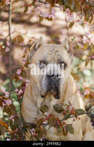 Cane cane corse su uno sfondo di alberi fioriti nel parco sakura Foto Stock