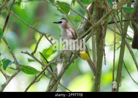 Bulbul (Pycnonotus goivier) Singapore Foto Stock