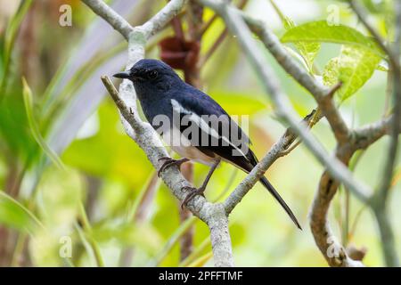 Oriental Magpie-robin (Copsychus saularis) Singapore Foto Stock