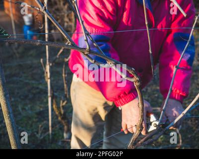 Vecchio caucasico forte agricoltore italiano che pota l'uva al tramonto nell'arco delle colline della Valle d'Arda in Emilia Romagna, Italia al tramonto Foto Stock