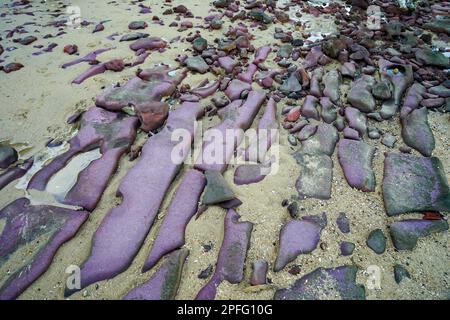 Piatto viola su un modello sulla spiaggia di sabbia Foto Stock