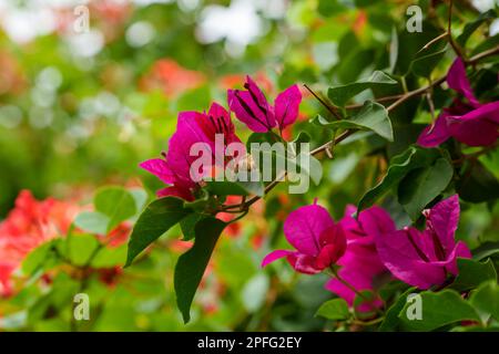 Primo piano di splendidi fiori rosa scuro Bougainvillea nel giardino con colori arancione, verde e bianco sullo sfondo Foto Stock