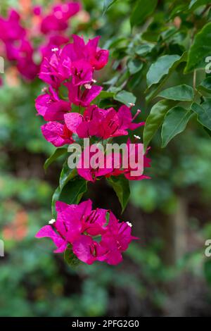 Spruzzi di bei fiori di Bougainvillea di colore rosa/magenta profondo nel giardino Foto Stock