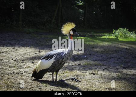 Passeggiate con gru coronate in un parco verde in una giornata di sole Foto Stock