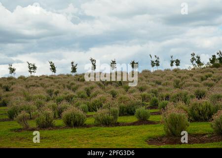 Piante di lavanda che crescono su una collina con una fila di piccoli alberi, che si stagliano contro un cielo nuvoloso Foto Stock