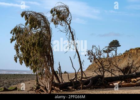 Effetti di erosione costiera Bawdsey Suffolk Inghilterra Foto Stock