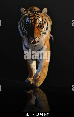 Tiger guardando e camminando direttamente alla macchina fotografica. Foto Stock