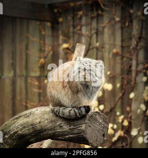 Manul or Pallas's Cat, otocolobus manul, Ritratto di Adulto. Carino gatto selvatico dall'Asia. Foto Stock