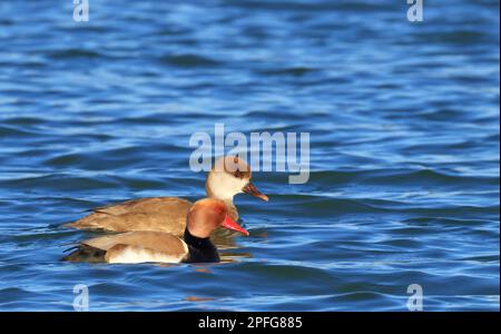 Anatre, pochards rossi crestati, coppia che nuota sul lago grezzo Foto Stock