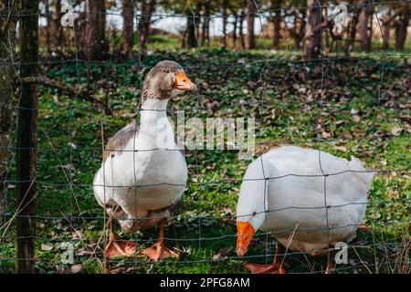 Due oche in gabbia in fattoria. Le oche si affollano nelle gabbie. Oche sulla strada mangiare erba. Concetto di agricoltura. Oche in gabbia, oche, oche bianche Foto Stock
