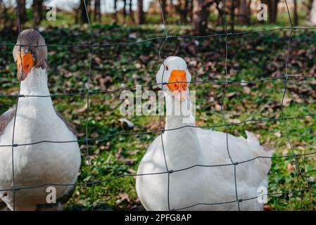 Due oche in gabbia in fattoria. Le oche si affollano nelle gabbie. Oche sulla strada mangiare erba. Concetto di agricoltura. Oche in gabbia, oche, oche bianche Foto Stock