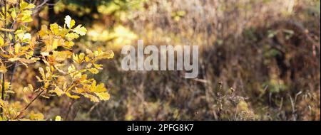 Arancio giallo autunno quercia foglie più sfocato cespugli sfondo. Banner ampio con spazio per il testo sul lato destro Foto Stock