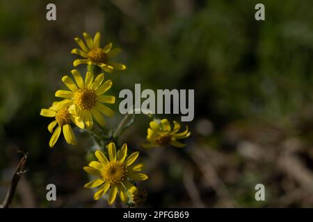Un primo piano di Senecio inaequidens, noto come ragwort a foglia stretta. Foto Stock