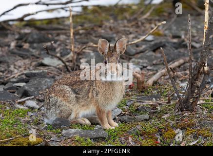 Coniglio cottontail orientale in piedi in una foresta invernale. Foto Stock