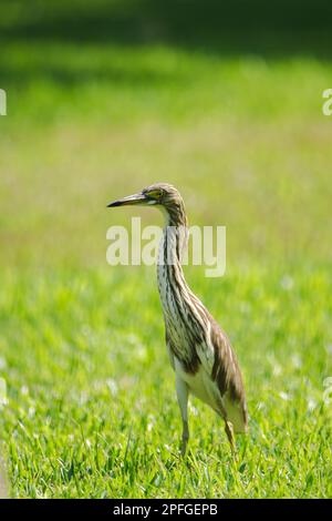 Airone stagno cinese sul prato, airone stagno cinese, Ardeola bacchus è un uccello di acqua dolce dell'Asia orientale. Che è adattabile e può mangiare molti tipi di cibo Foto Stock