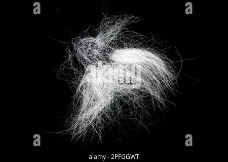 Ciuffo di pelliccia bianca, mucchio capelli di animali dai capelli grigi isolato su nero, vista dall'alto Foto Stock