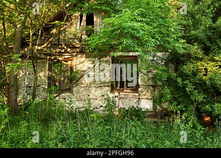 Una finestra in una vecchia casa fatiscente tra alberi e folti Foto Stock