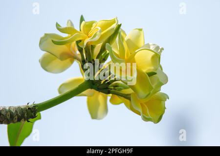 Plumeria fiorisce molto popolare e ampiamente piantato, Plumeria National flower Laos People's Repubblica Democratica Foto Stock