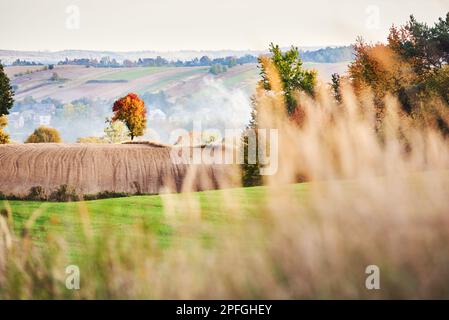 Quercia colorata in autunno sulla collina di un campo arato. Foto Stock