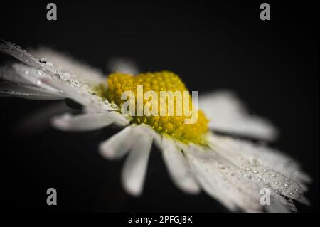 Primo piano daisy fiore (Bellis perennis) foto. Macro estrema. Gocce, gocce su petali bianchi. Foto Stock