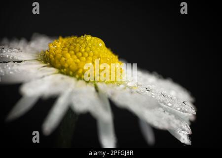 Primo piano daisy fiore (Bellis perennis) foto. Macro estrema. Gocce, gocce su petali bianchi. Foto Stock