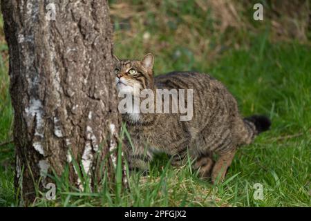 Scottish wilfelis silvestris silvestris. Foto Stock