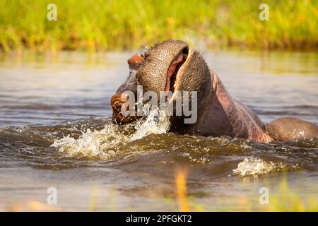 Hippo, Hippopotamus anfibio, curioso guardando la macchina fotografica. Atmosferica. Delta dell'Okavango, Botswana, Africa Foto Stock
