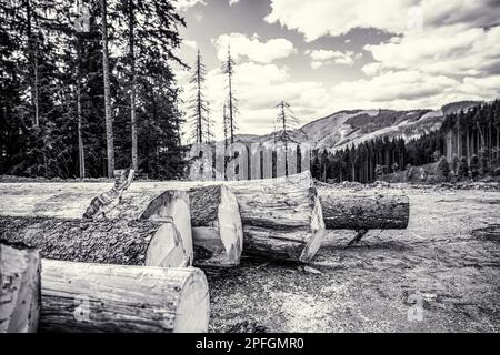 Abbattimento alberi in foresta. Alberi segati in foreste di conifere. Deforestazione, distruzione delle foreste. Raccolta del legname. Bianco e nero Foto Stock