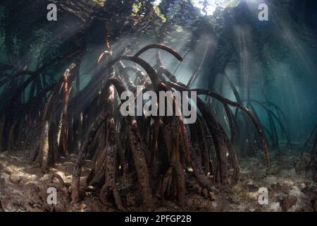 La luce solare filtra giù nelle ombre di una foresta di mangrovie che cresce in Raja Ampat, Indonesia. Mangrovie fornire habitat vitale vivaio per molti pesci. Foto Stock