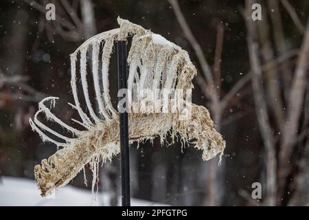 Rib cage bird feeder presso il Welcome Center di Sax-Zim Bog, Minnesota, USA Foto Stock