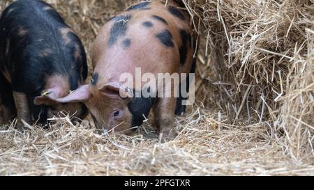 Maiali di gamma libera che radono attraverso paglia in un capannone aperto. North Yorkshire, Regno Unito. Foto Stock