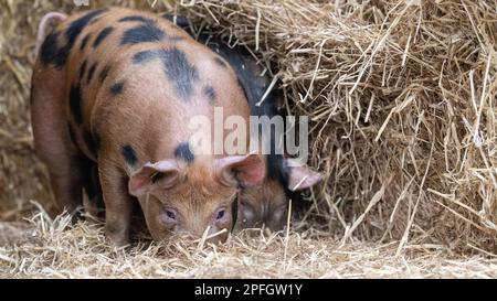 Maiali di gamma libera che radono attraverso paglia in un capannone aperto. North Yorkshire, Regno Unito. Foto Stock