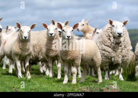 Gregge di pecore Cheviot con agnelli di texel a piedi, alson, Cumbria, UK. Foto Stock