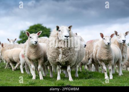 Gregge di pecore Cheviot con agnelli di texel a piedi, alson, Cumbria, UK. Foto Stock